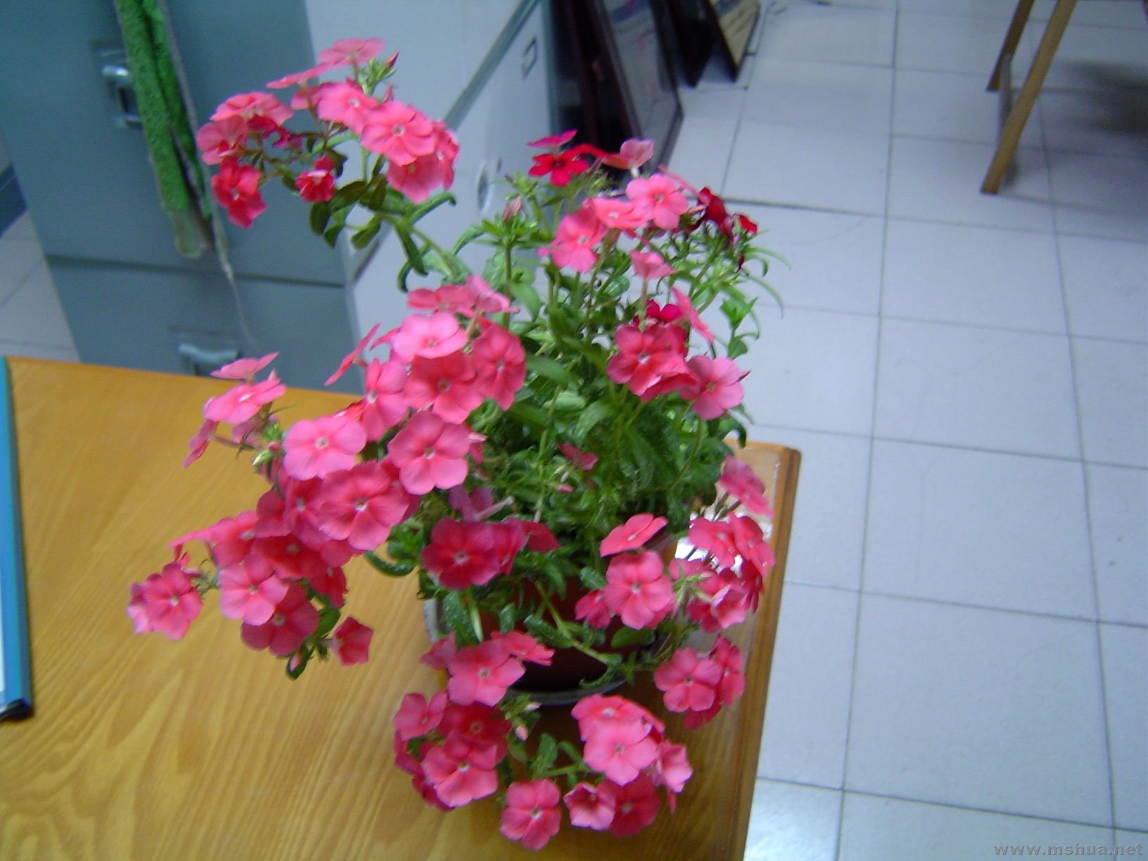 DSC01532.jpg