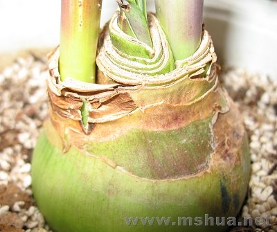 ��ʳ�� 002.jpg