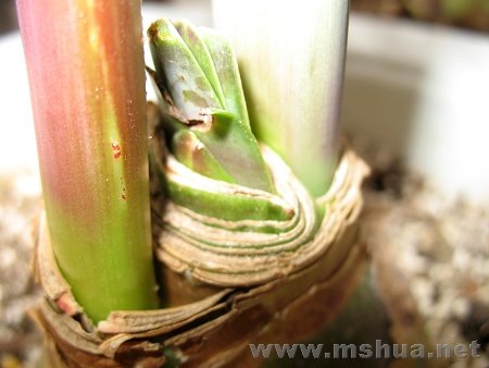 ��ʳ�� 003.jpg