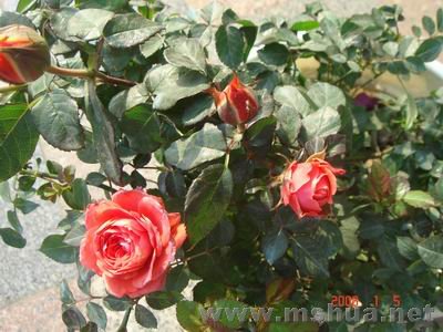 ������С DSC04025.JPG