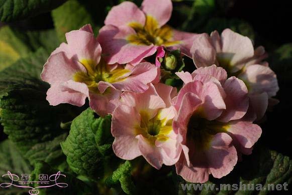 DSC_0193 ����.jpg