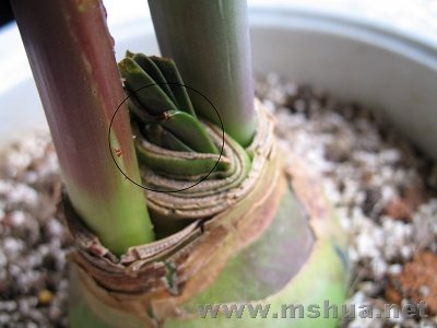 ��ʳ�� 004.jpg