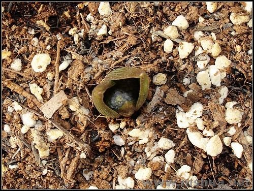 ����϶�����������