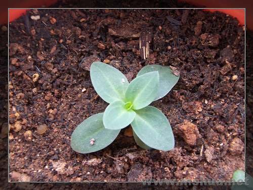 �л�Ʒ�ֻ�ûʲô����