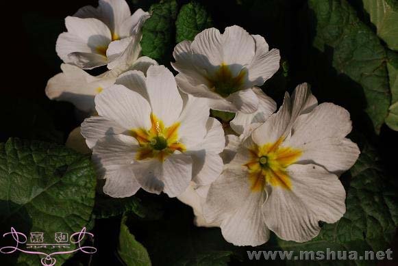 DSC_0191 ����.jpg