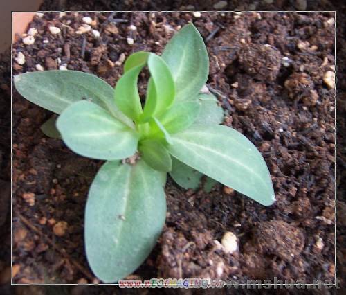 ����Ʒ�ֵ��Ѿ���ʼ��֦��