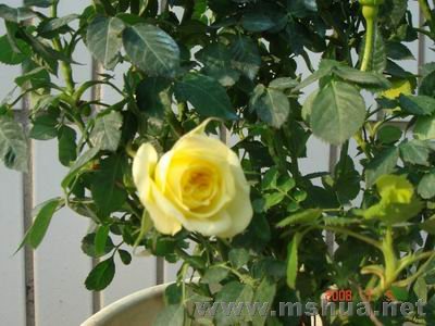 ������С DSC04028.JPG