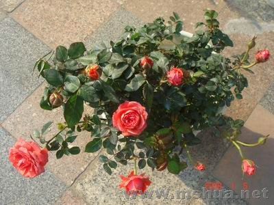 ������С DSC04024.JPG