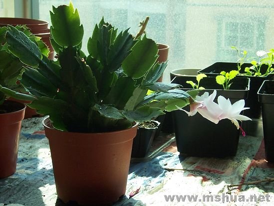 100_17282.jpg