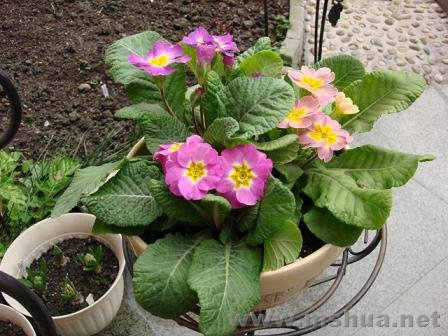 �������մӻ���������20cm�ģ��������꣬�е㼷Ӵ