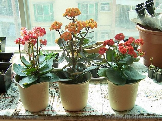 100_1778.JPG