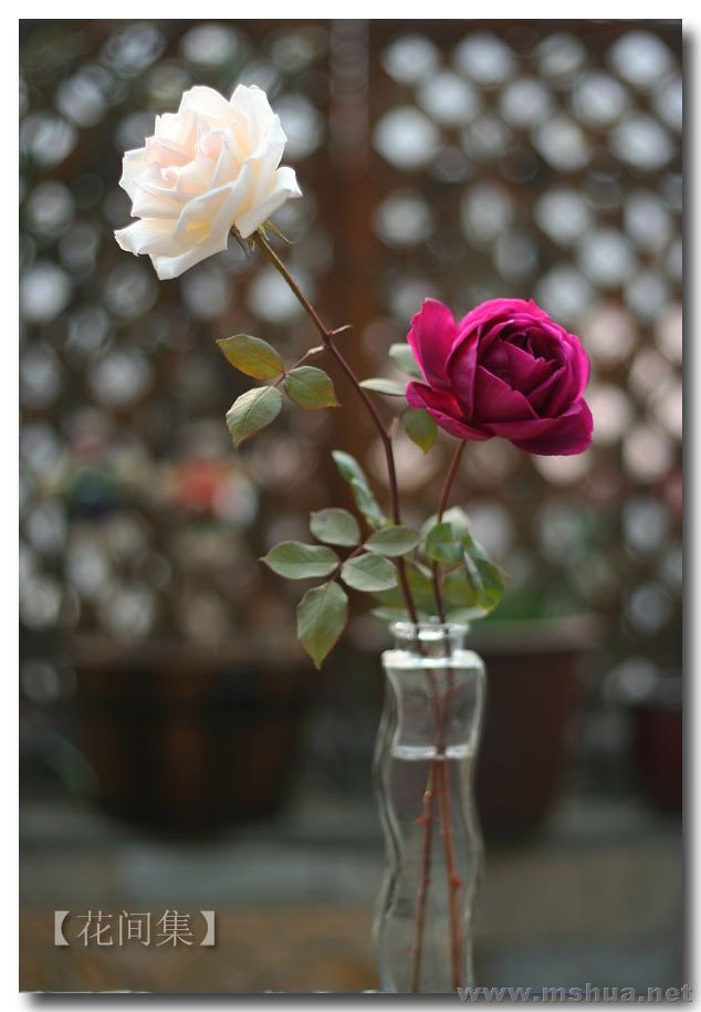 IMG_0726 ����.jpg