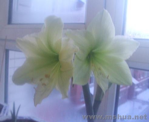 ���ʡ��������ߣ�