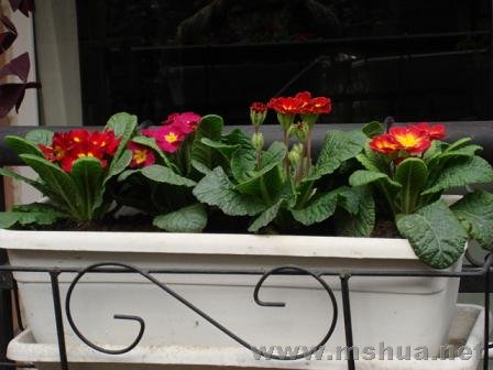 ���������������꣬�ܿ��ɵĹ�