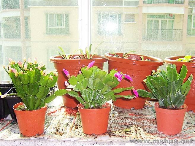 100_1569.JPG