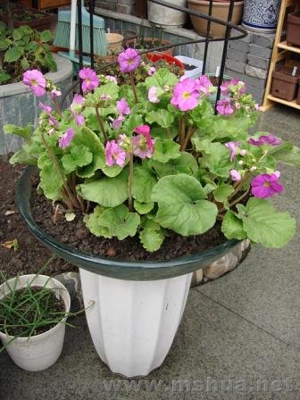 ����ϴ�����ֻ�������һ��ζ��