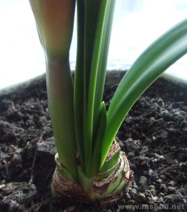 ������˫������Ҷһ��ɳ���