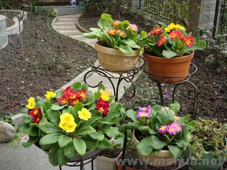 ���軨�����ֱ����ĺ�Ӱ