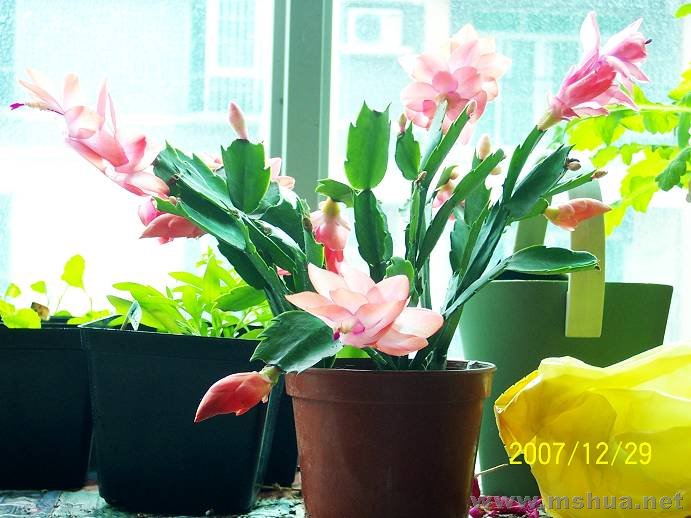 100_17012.jpg