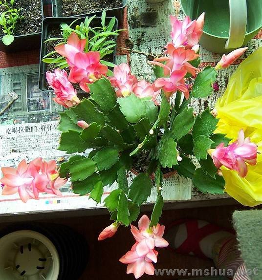 100_17042.jpg