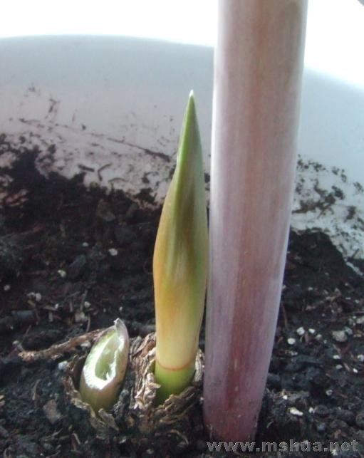 �ҵ����ʡ���һ���������ӣ�һ�������л���һ��������׳�ɳ���