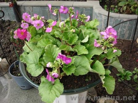 �������������ԡ����̭�ģ�ʮ�껨�����棬������̫��