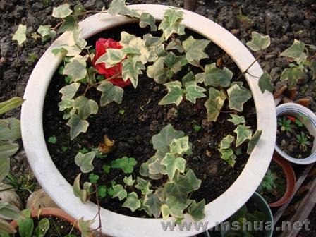 ��������ֵ���һ��˶��Ļʹڱ�ĸ������ǰ�ڳ�������ֻð��һ��ѿ��ȴ����һ��Ѹ�