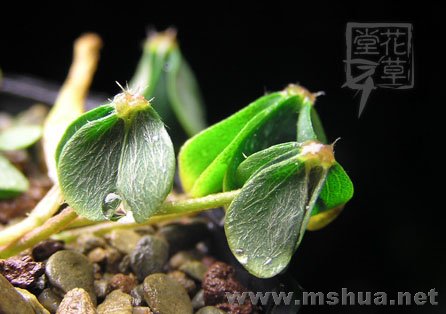 Oxalis Brazil yellow