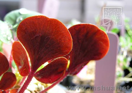 Oxalis luteola 'Glauca'