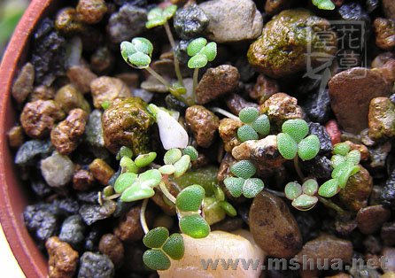 2008.1-3 - 1.4_Oxalis inaequalis .jpg
