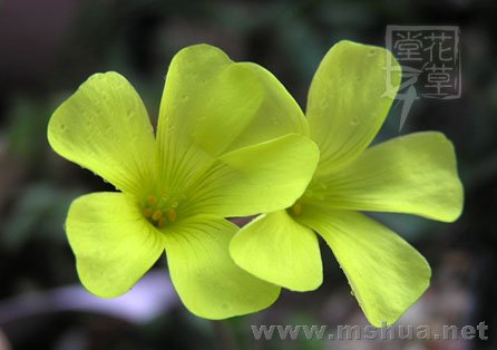 Oxalis compressa