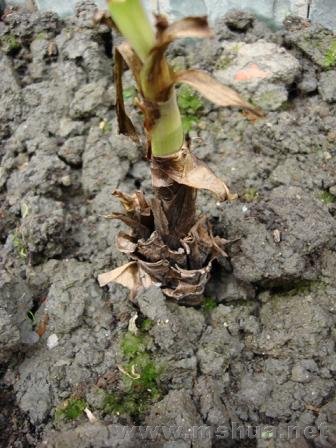 ���ǽ��ڵ�����ƻ������Ů���Ƕ����껨������������������ڳ�������