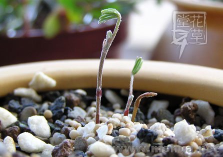 2007.12.21_oxalis �l���.jpg