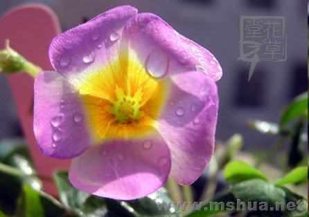 Oxalis depressa (Inops)