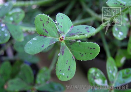 Oxalis pes-caprae