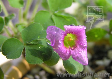 Oxalis zeekoevleyensis
