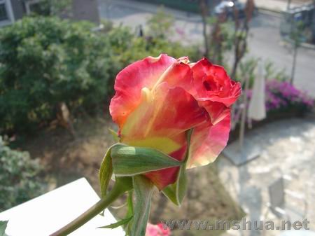������С DSC00654.JPG