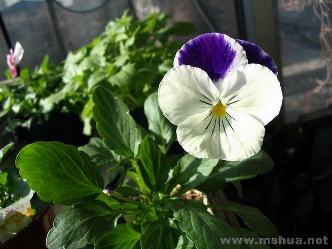 ��ɫ��--�ϰ�˫ɫ