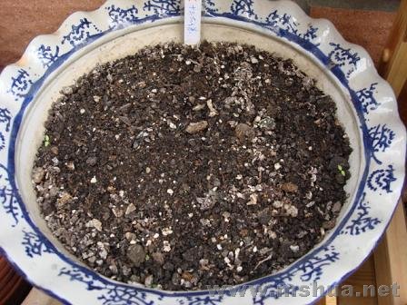 ���˺ö��ʮ��̫����ȴû�г�ѿ�ļ���