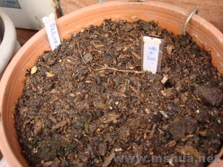 ѩ������ѩƬ������һ��������룬���Ƕ���ѩ����������Ӧ�ò�����̫��������