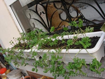 ���Ǵ�Ӣ������������������ֻ��Ҷ��������