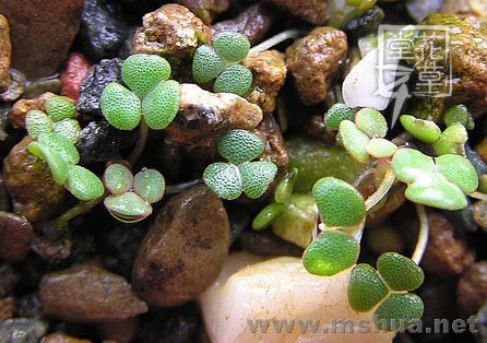 2008.1-3 - 1.4_Oxalis inaequalis -2.jpg