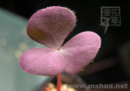 Oxalis purpurea Garnet