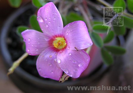 Oxalis callosa