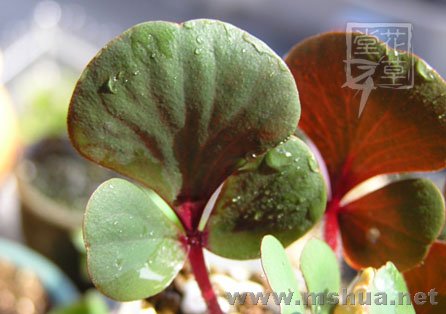 Oxalis luteola 'Glauca'
