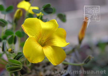 Oxalis lobata