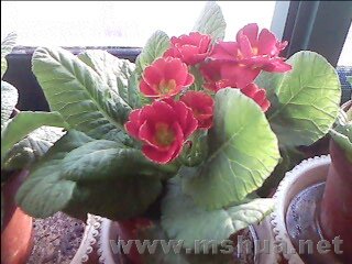 IMG036.JPG