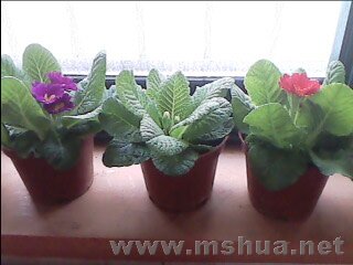 IMG020.JPG