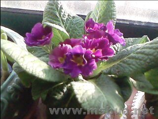 IMG038.JPG