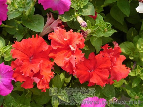 ͼƬ���Է���������